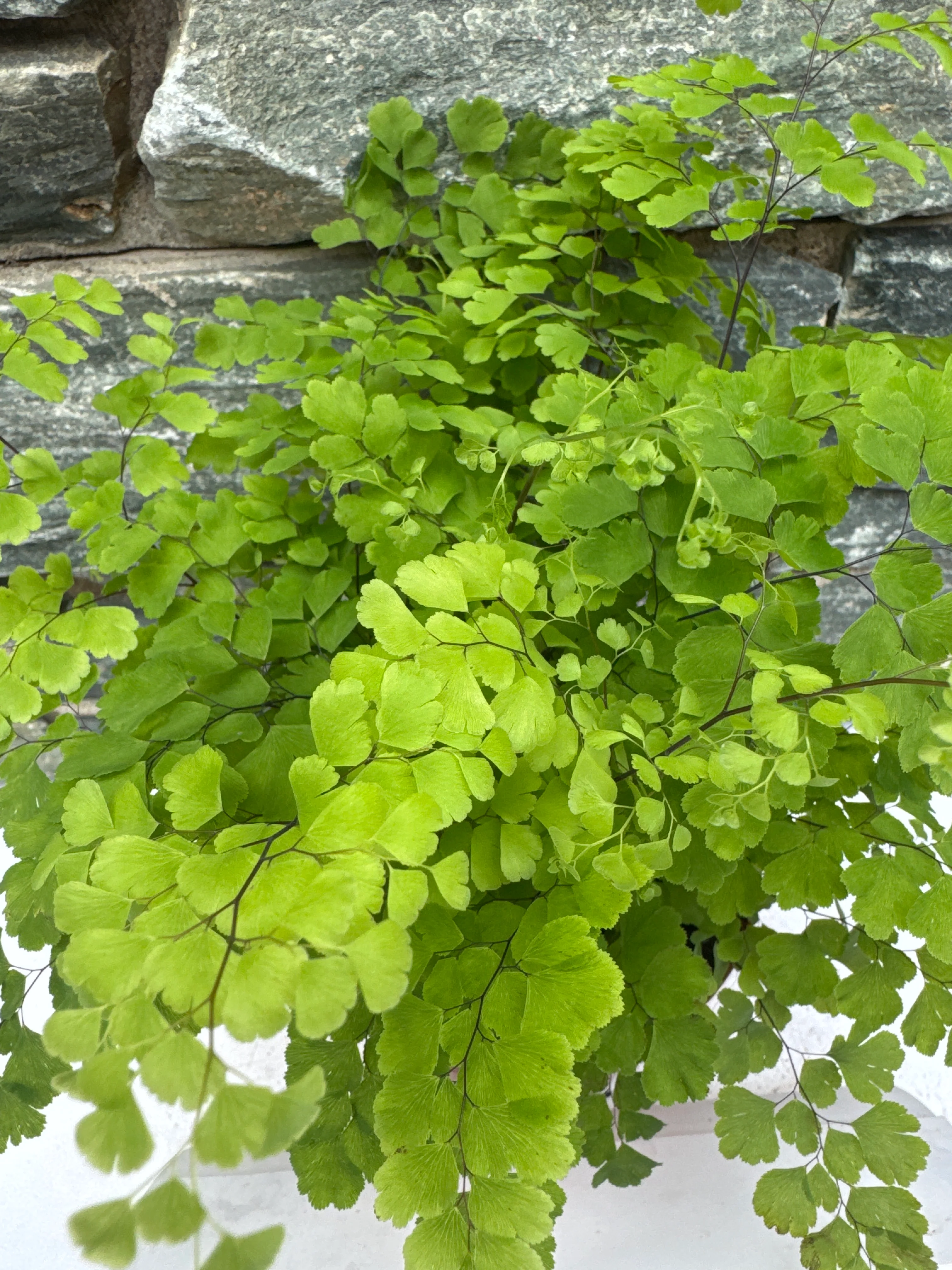 Adiantum raddianum 'Fritz-Luthi' P12 - Image 4