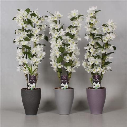 Dendrobium nobile Star Class White in ceramic pot