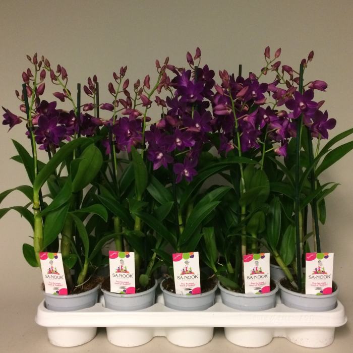 Dendrobium Sa-Nook Purple Hapiness  P11 - 2 stem