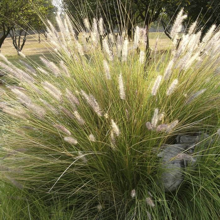 Deschampsia cesp. Goldtau  2L, square pot - Image 2