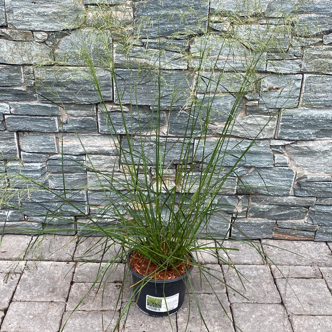 DESCHAMPSIA cesp. Palava - Image 2