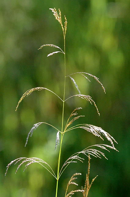 DESCHAMPSIA cespitosa - Image 2