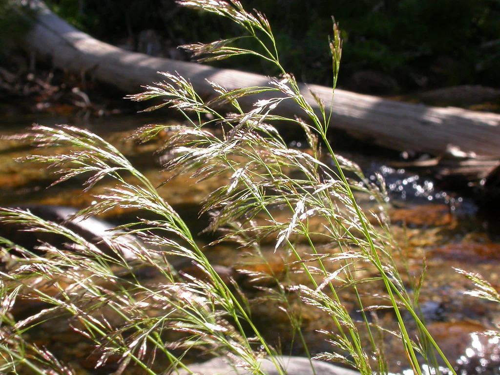DESCHAMPSIA cespitosa - Image 3