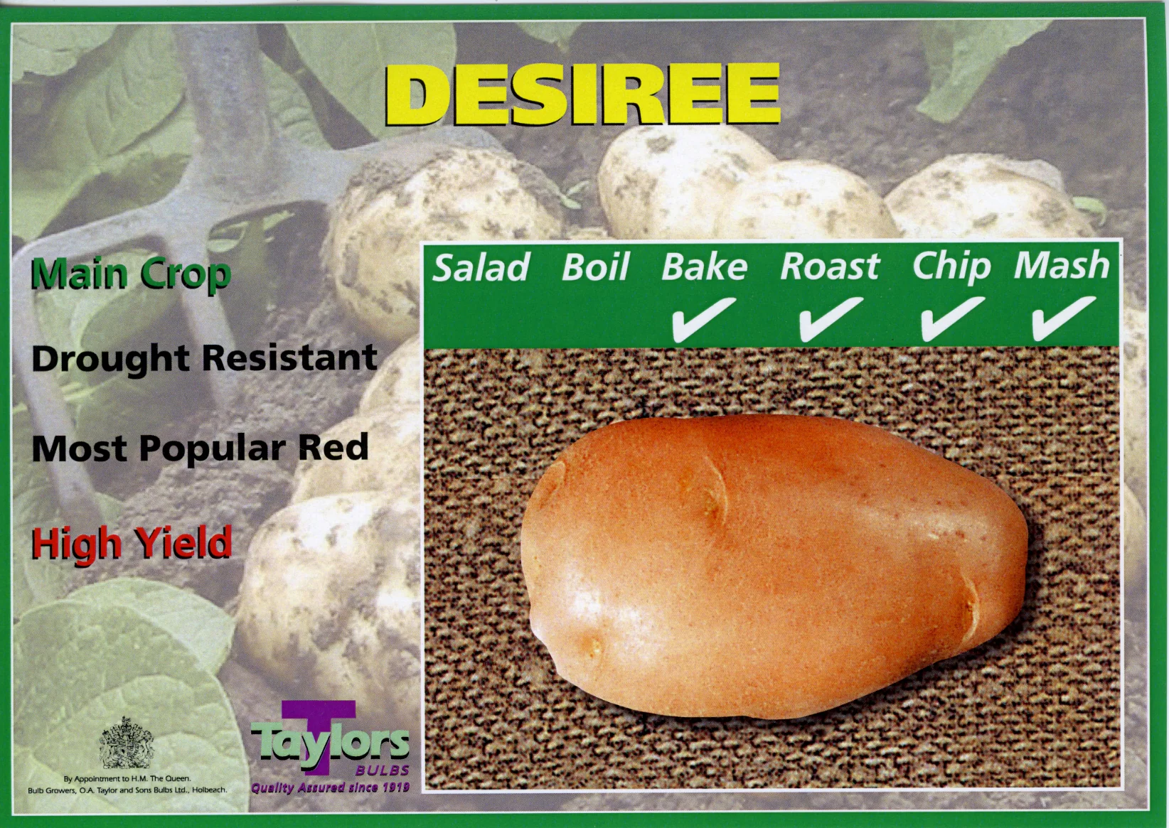 DESIREE SEED POTATOS