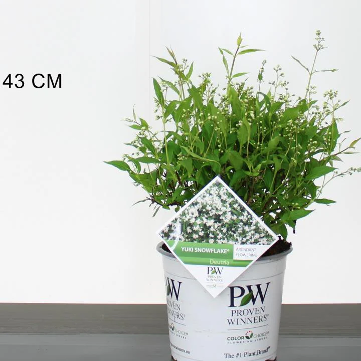 Deutzia Yuki Snowflake