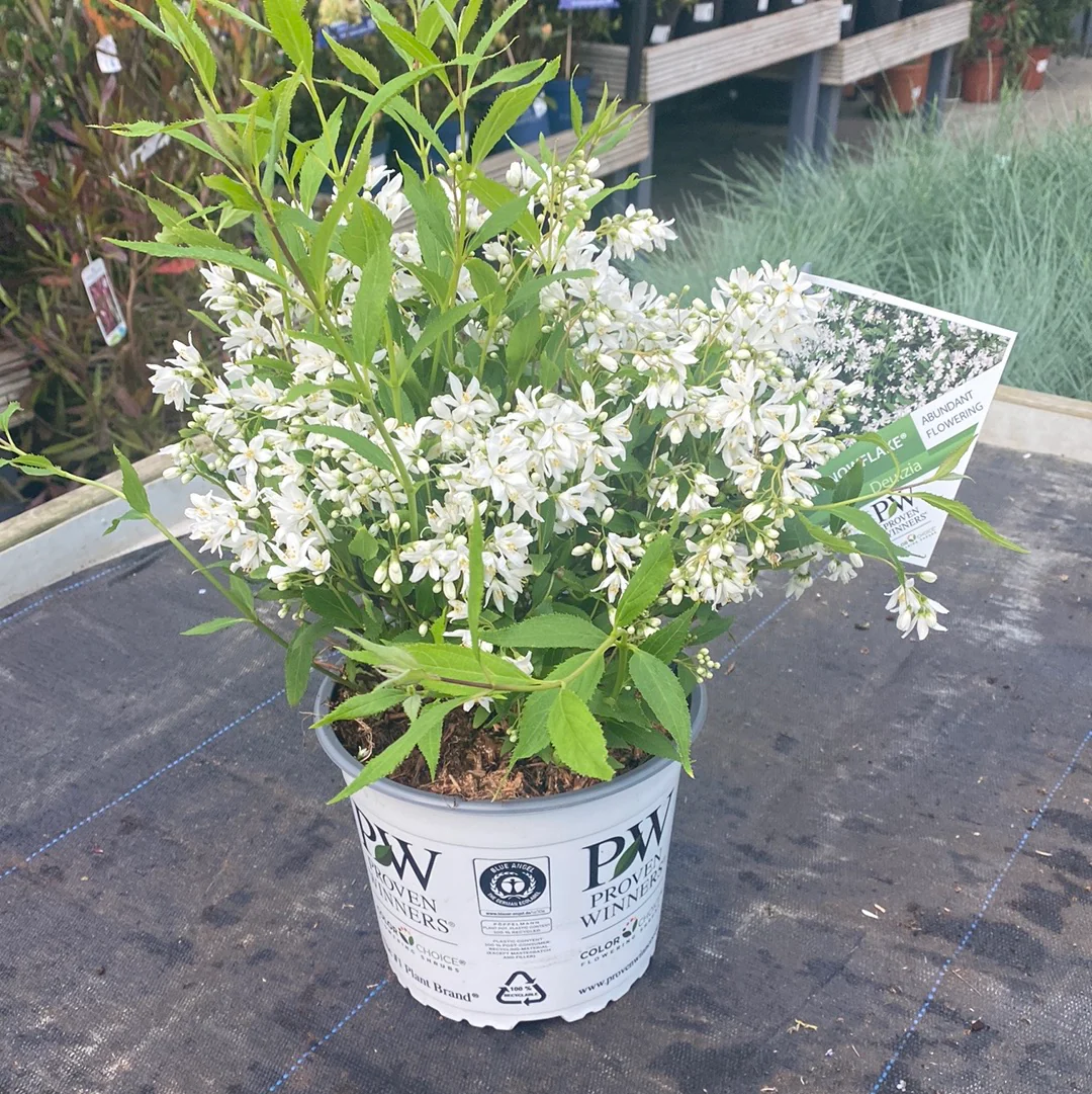 Deutzia Yuki Snowflake - Image 2