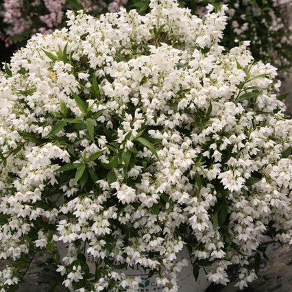 Deutzia Yuki Snowflake - Image 2