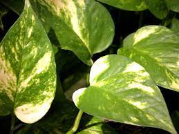 Devils Ivy Epipremnum Pinnatum Golden Photos (15cm Hanging Pot) - Image 2