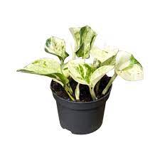 Devils Ivy Epipremnum Pinnatum Happy Leaf (12cm Pot)