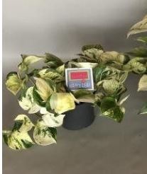 Devils Ivy Epipremnum Pinnatum Happy Leaf (12cm Pot) - Image 3
