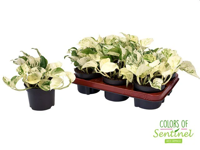 Devils Ivy Epipremnum Pinnatum Happy Leaf (12cm Pot) - Image 4