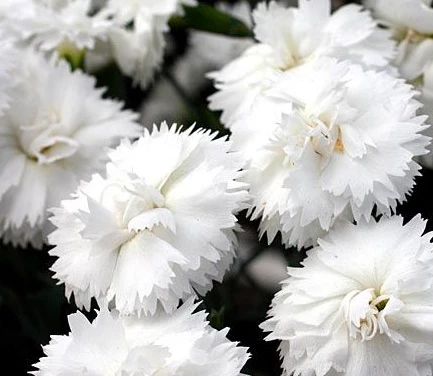 DIANTHUS Arctic Star - Image 2