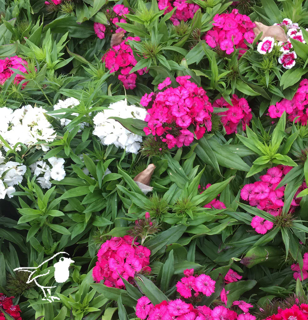 Dianthus barb.