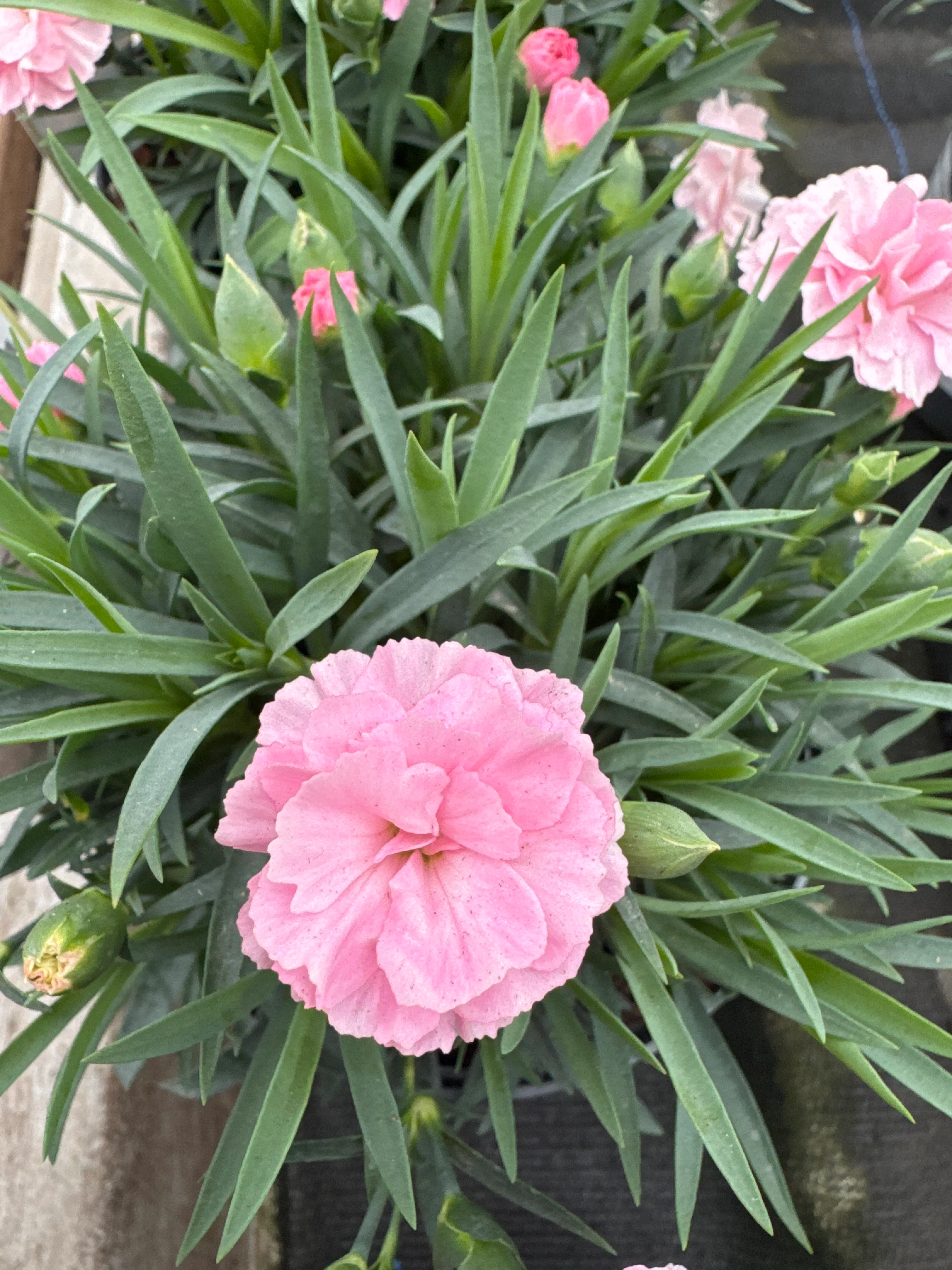 DIANTHUS car. I Love U - Image 2
