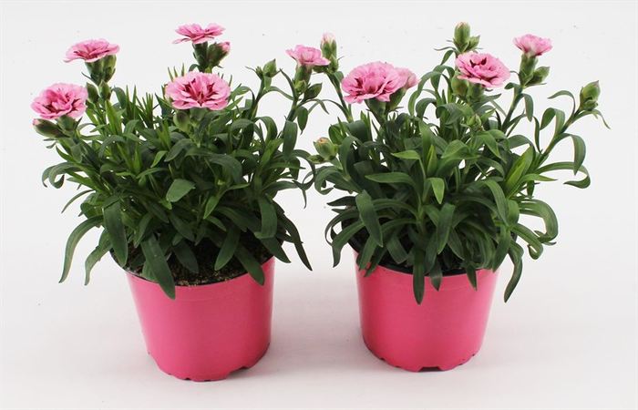 Dianthus car. 'Oscar Pink & Purple' P12 - Image 2