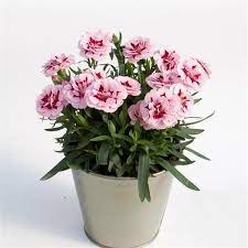Dianthus car. Oscar Purple  P12 - Image 2