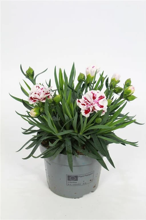 Dianthus car. Sissy P12
