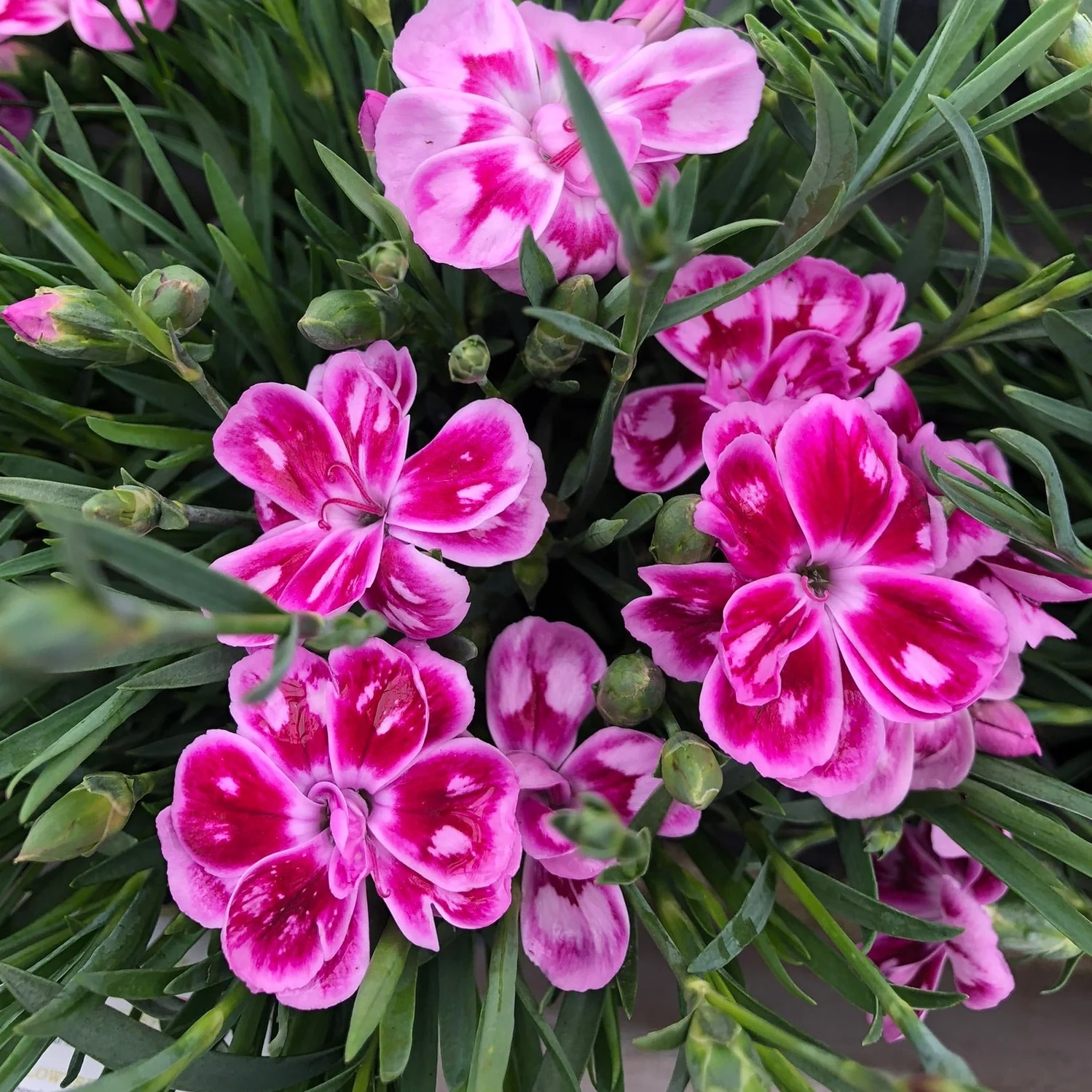 DIANTHUS Charmy Hilcharm