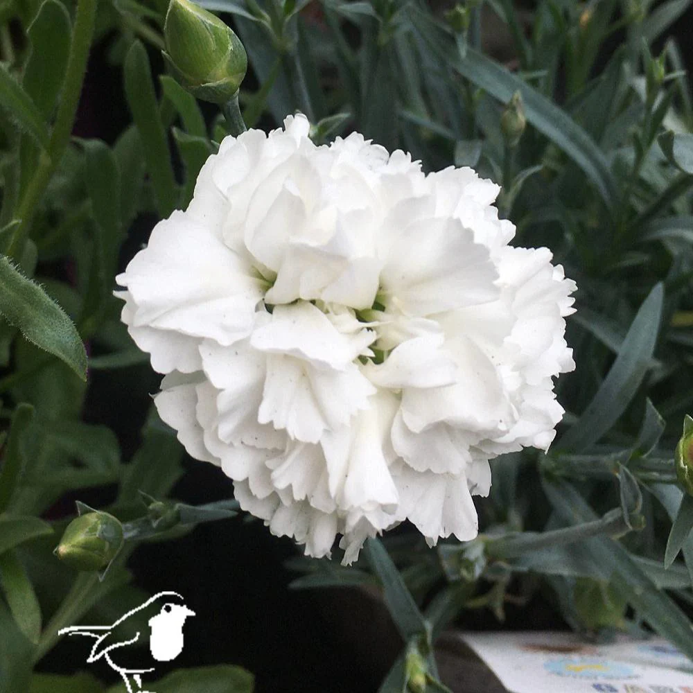 Dianthus Colores White - Image 2