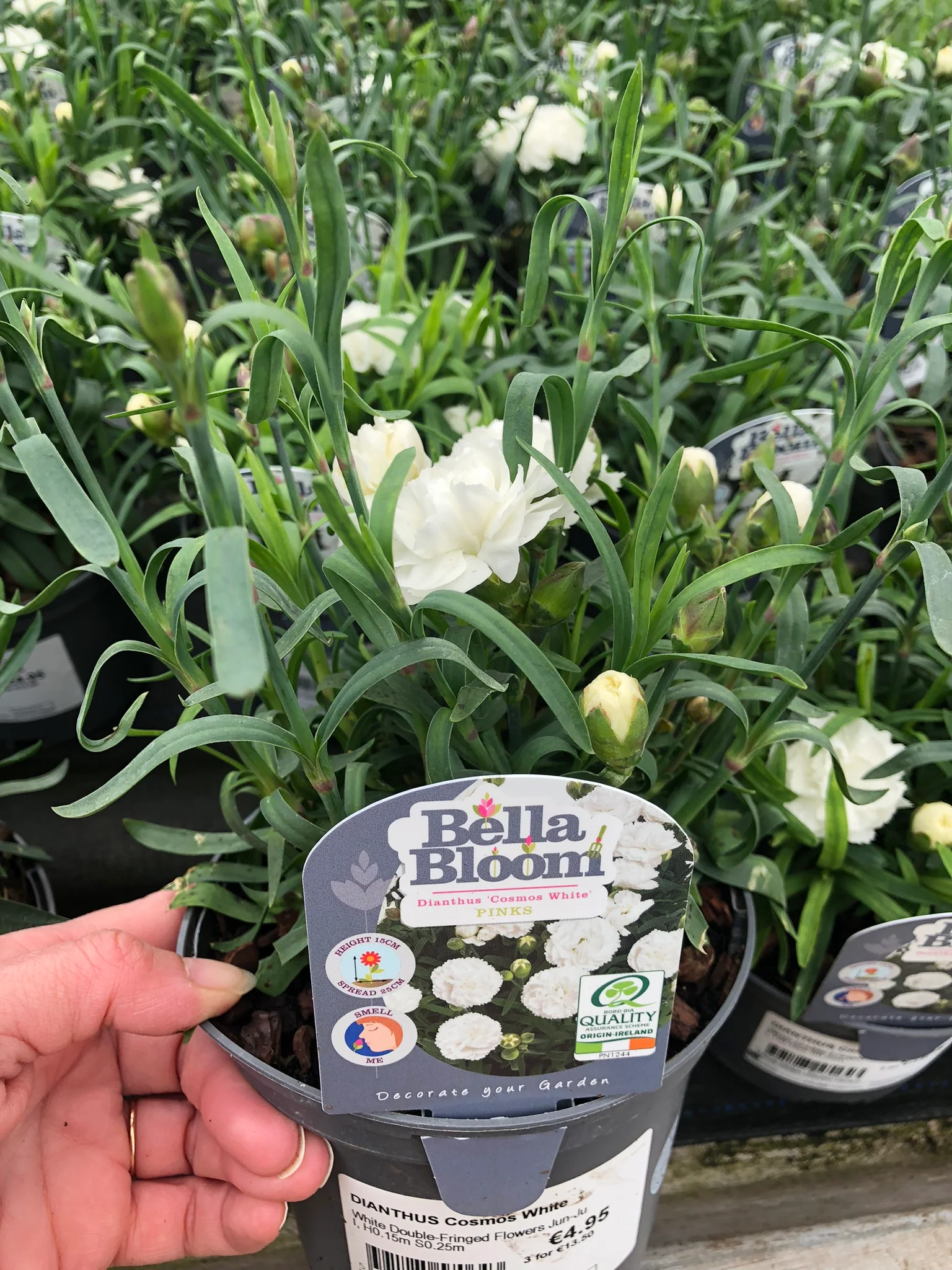 DIANTHUS Cosmos White - Image 2