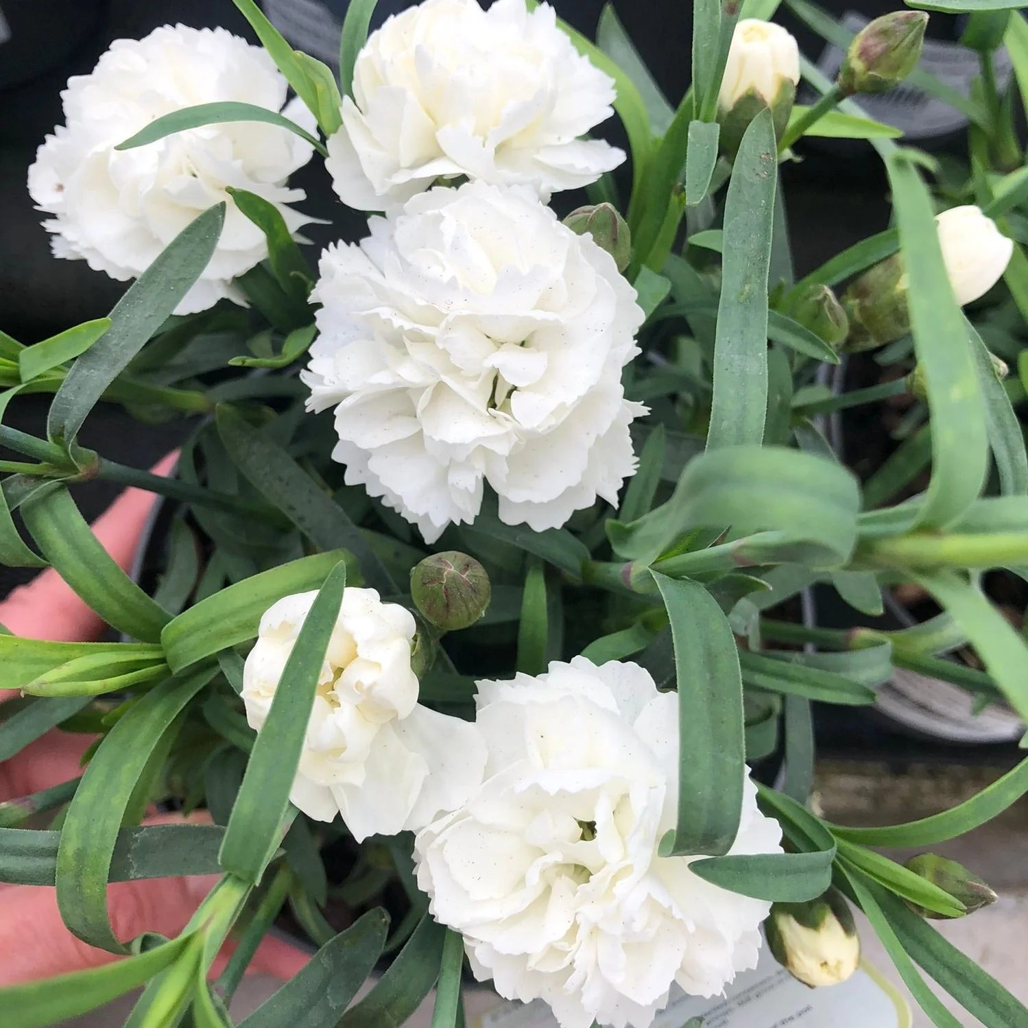DIANTHUS Cosmos White - Image 3
