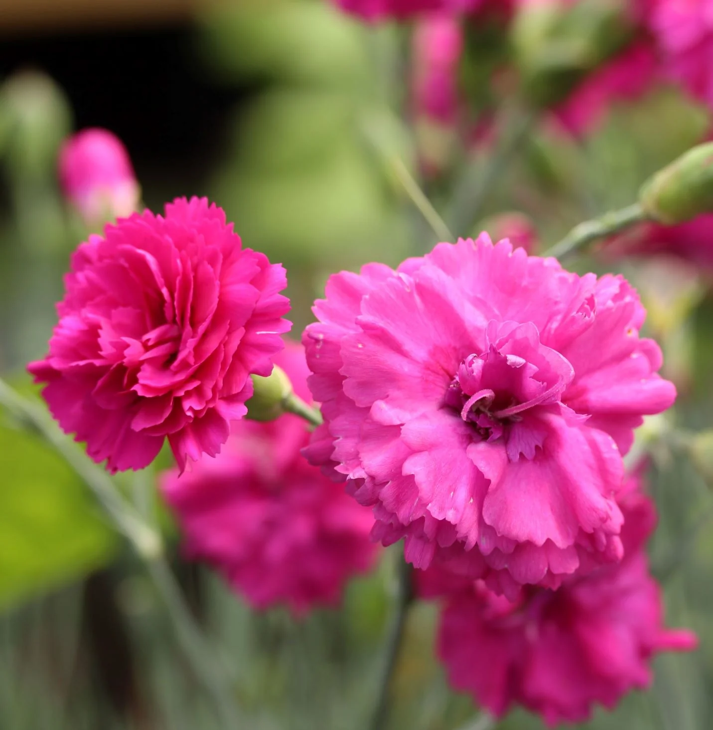 Dianthus Devon Wizard