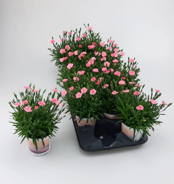 Dianthus Diantica Peach Party