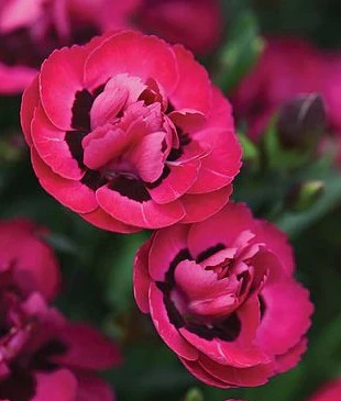 Dianthus Early Love