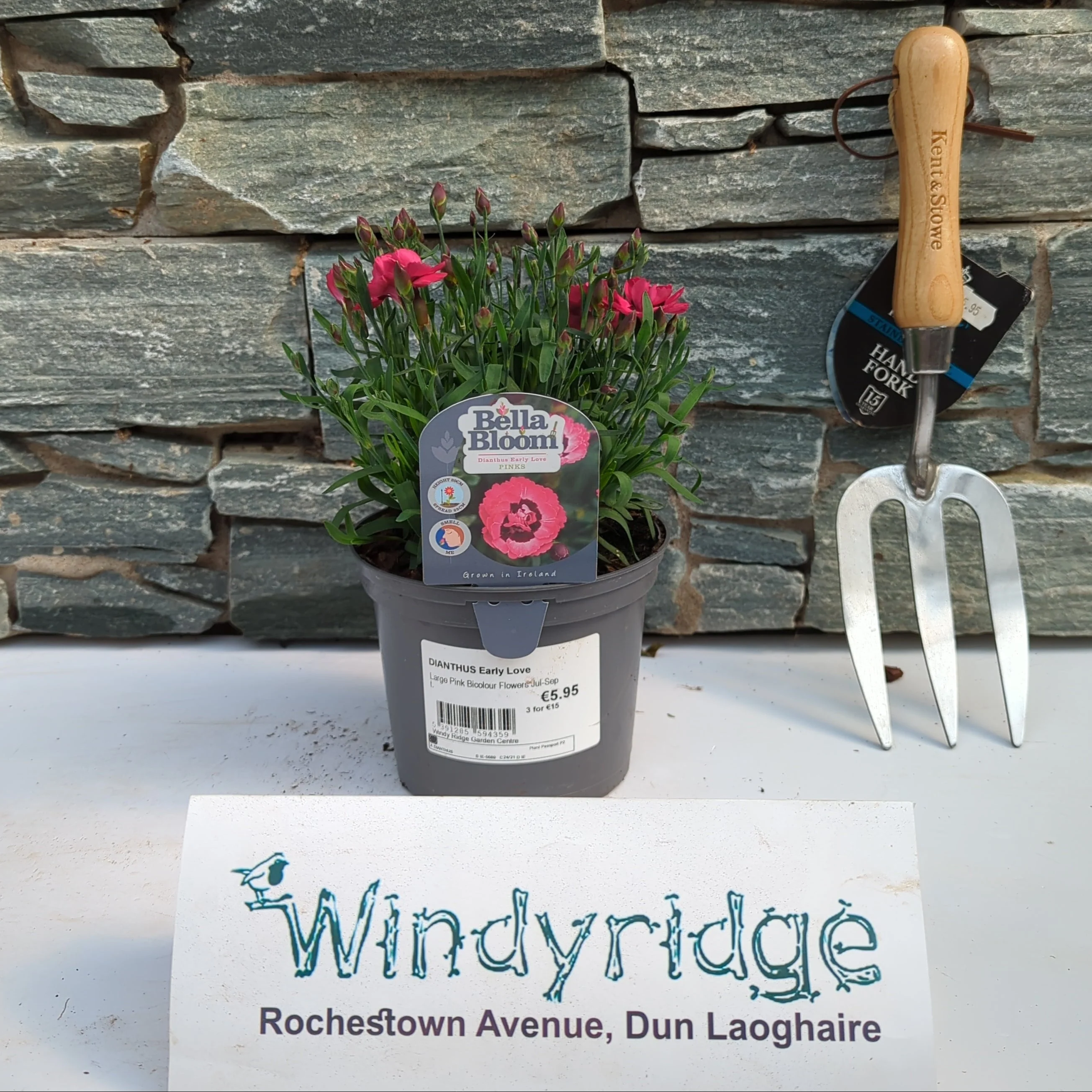 DIANTHUS Early Love