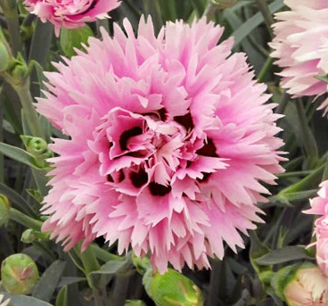 DIANTHUS Fizzy