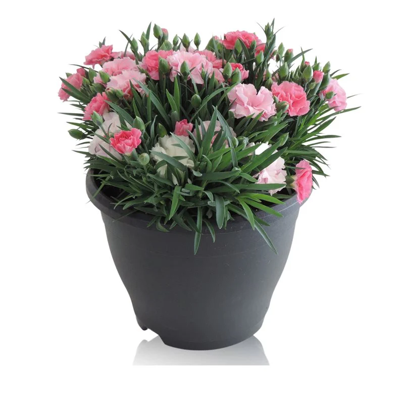 Dianthus I Love U  19 cm bowl - Image 2
