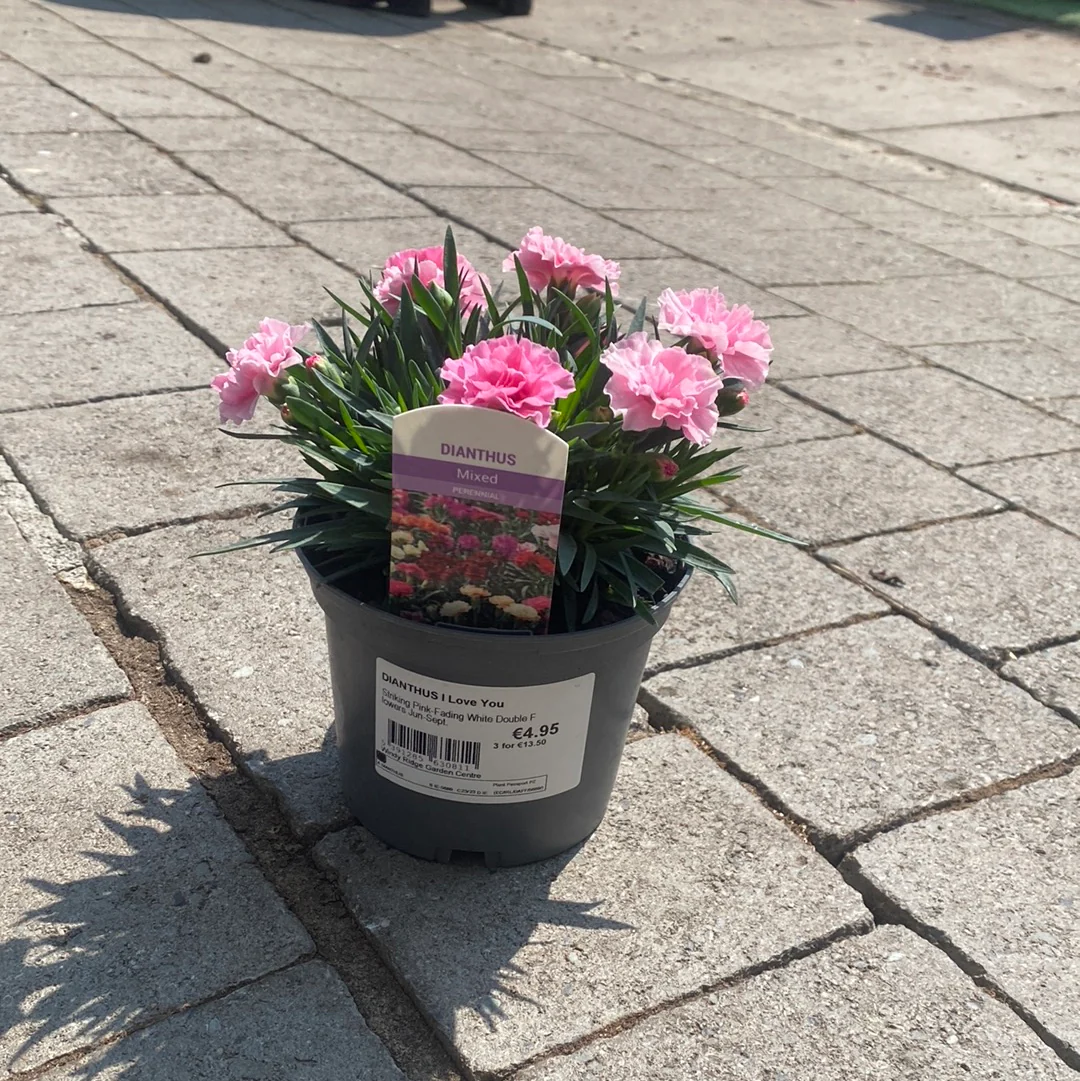 DIANTHUS I Love You - Image 2