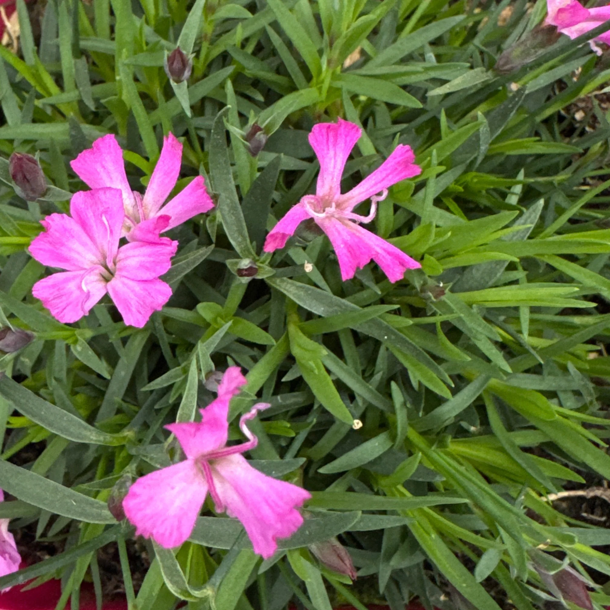 Dianthus BeautiesÂ® Kahori - Image 2