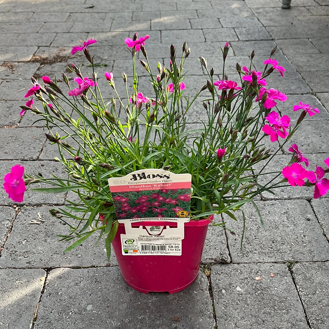 Dianthus BeautiesÂ® Kahori - Image 3
