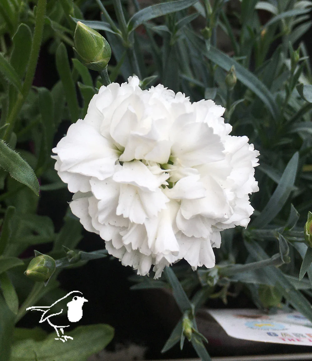 Dianthus 'Memories' - Image 3
