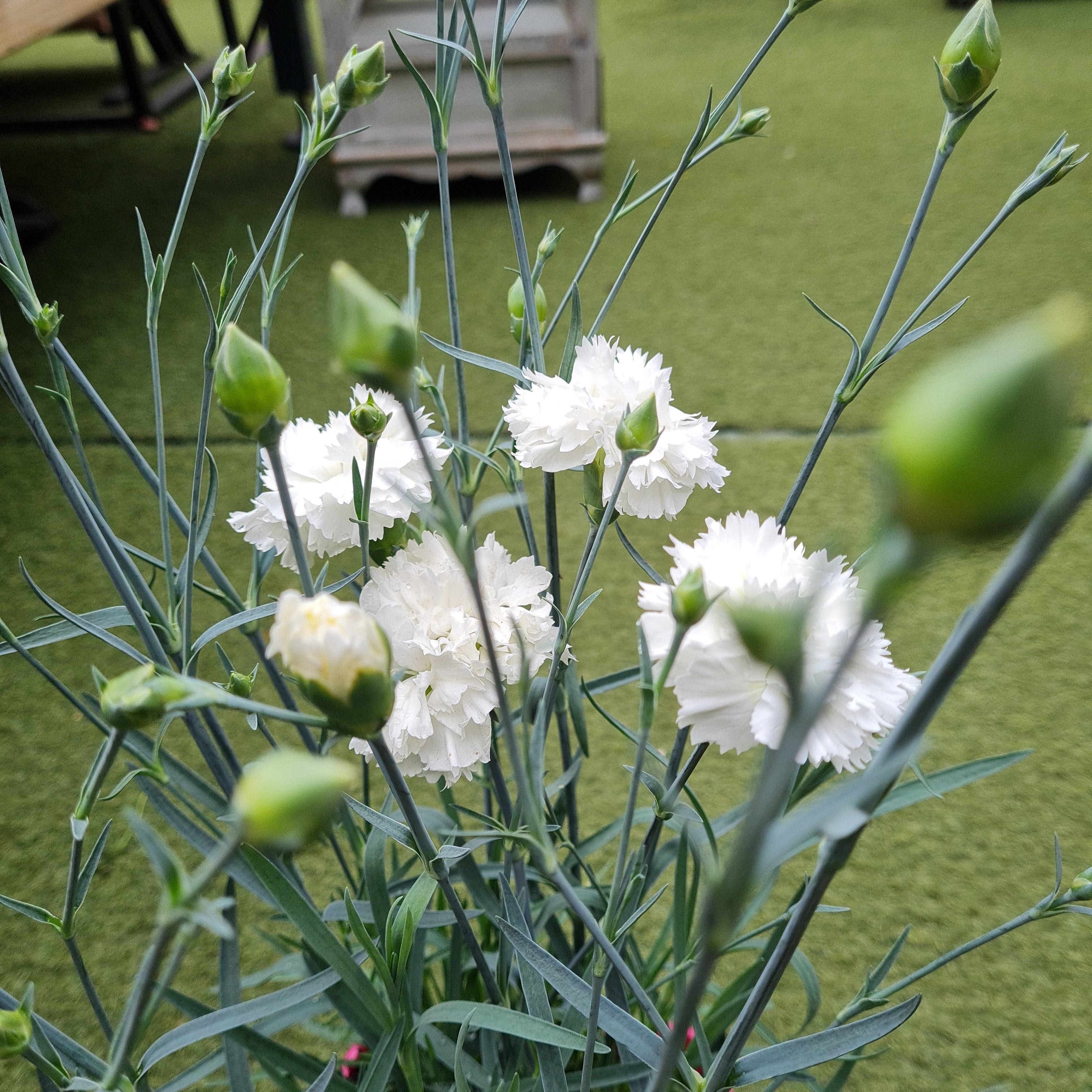 Dianthus 'Memories' - Image 5