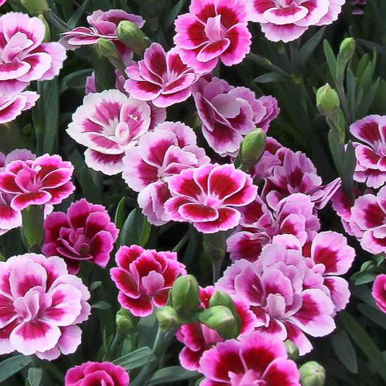 DIANTHUS ODESSA PINK KISSES
