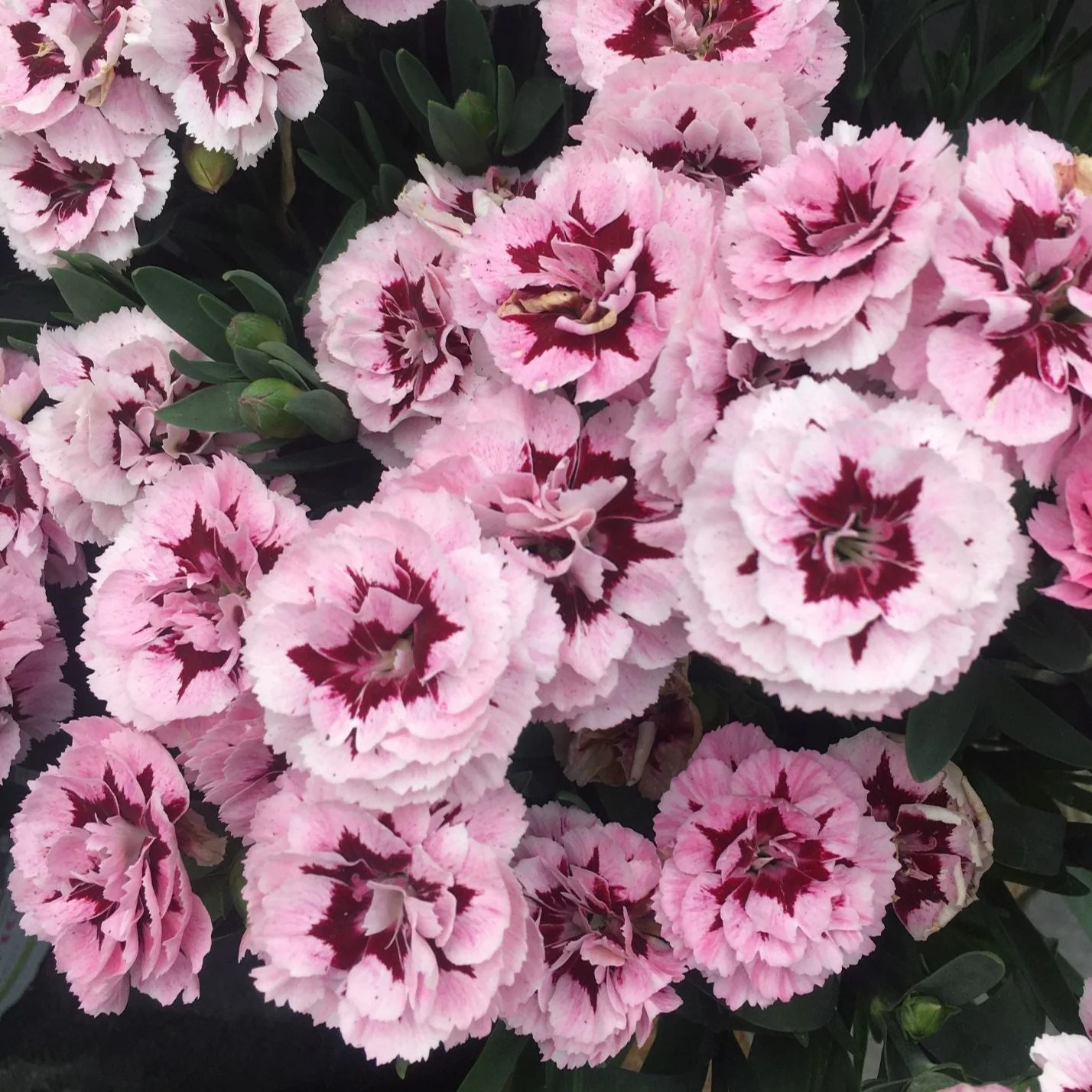 DIANTHUS Oscar Purple Star