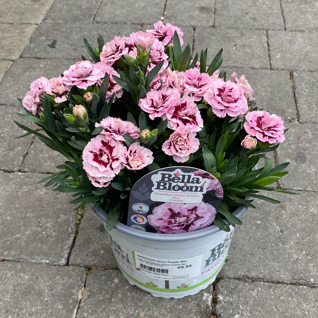 DIANTHUS Oscar Purple Star - Image 3