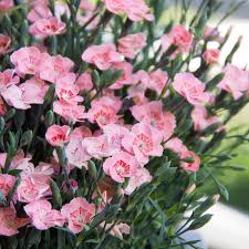 Dianthus Peach Party  P12 - Image 2
