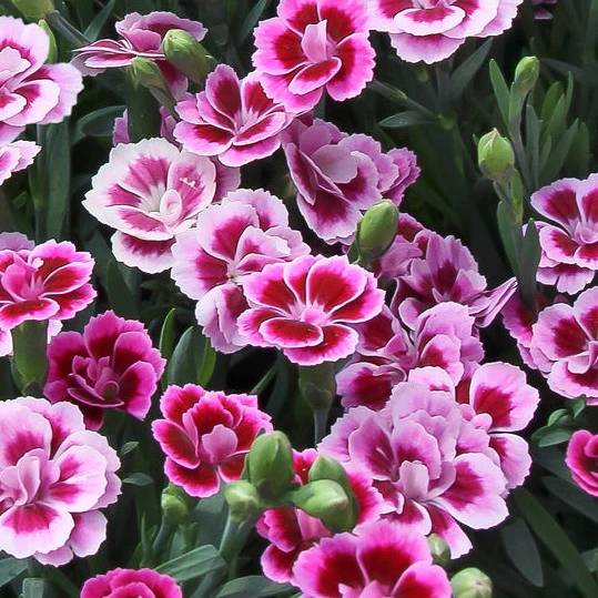Dianthus Pink Kisses - Image 2