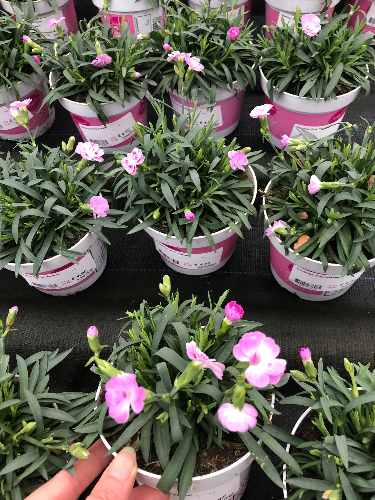 Dianthus Pink Kisses - Image 3