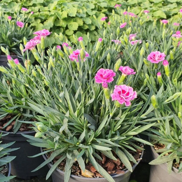 Dianthus Pink Kisses  P13