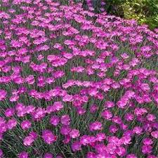 DIANTHUS PURPLE PILLOW