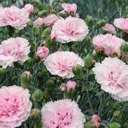 DIANTHUS Scent First Candy Floss
