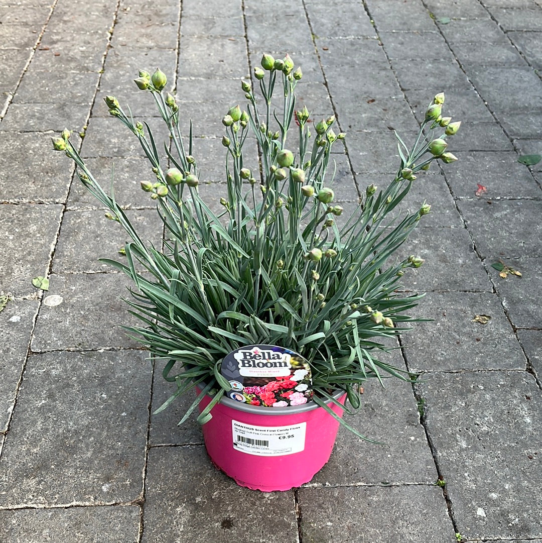 DIANTHUS Scent First Candy Floss - Image 3