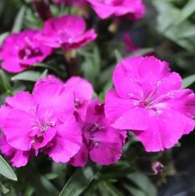 Dianthus Scully