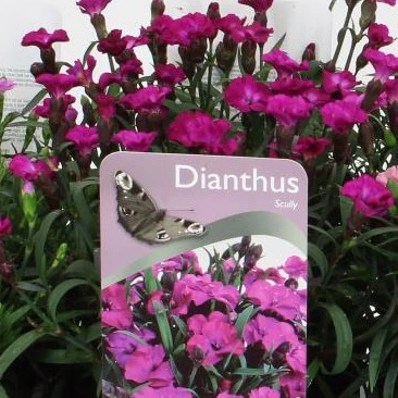 Dianthus Scully - Image 2