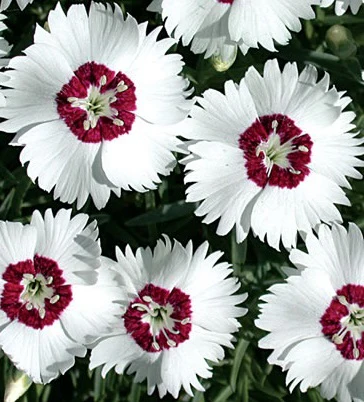 DIANTHUS Starry Eyes