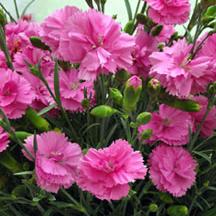 Dianthus Tickled Pink - Image 2